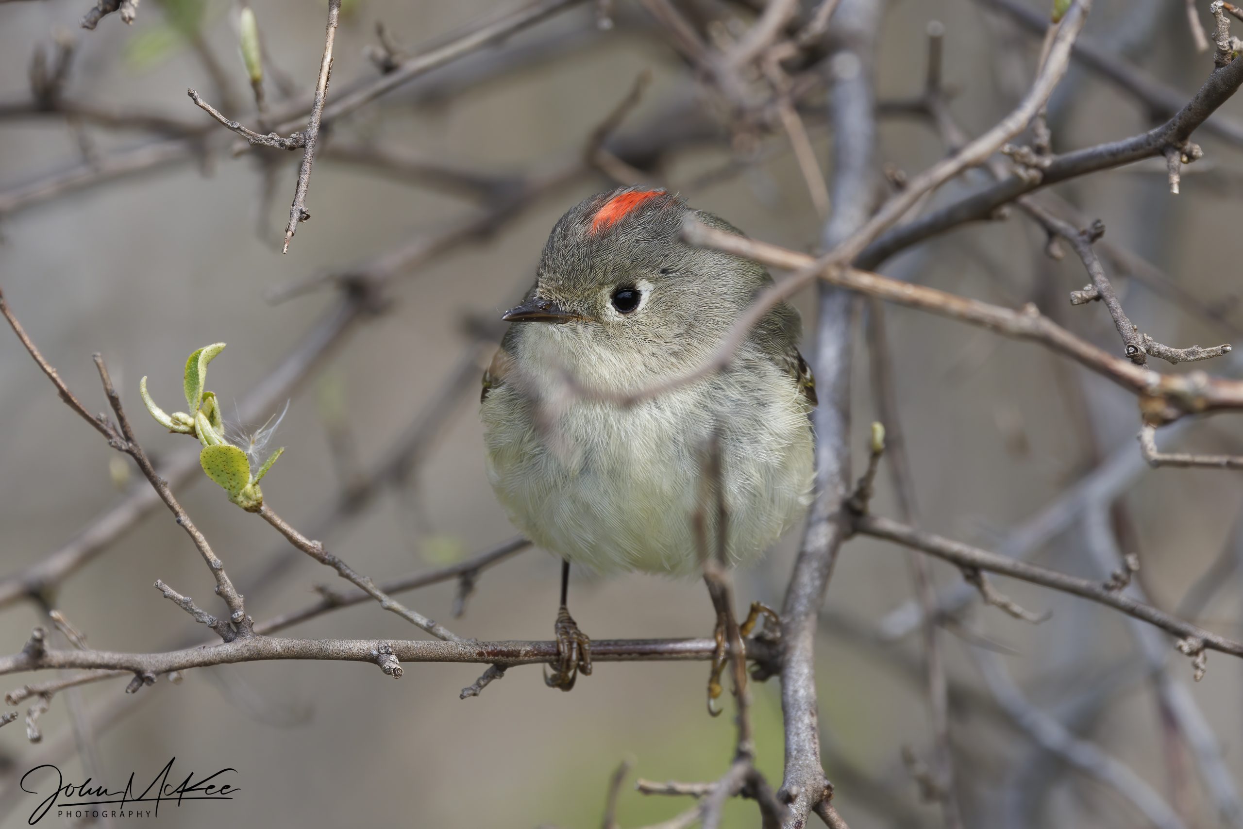 Ruby-crowned kinglet