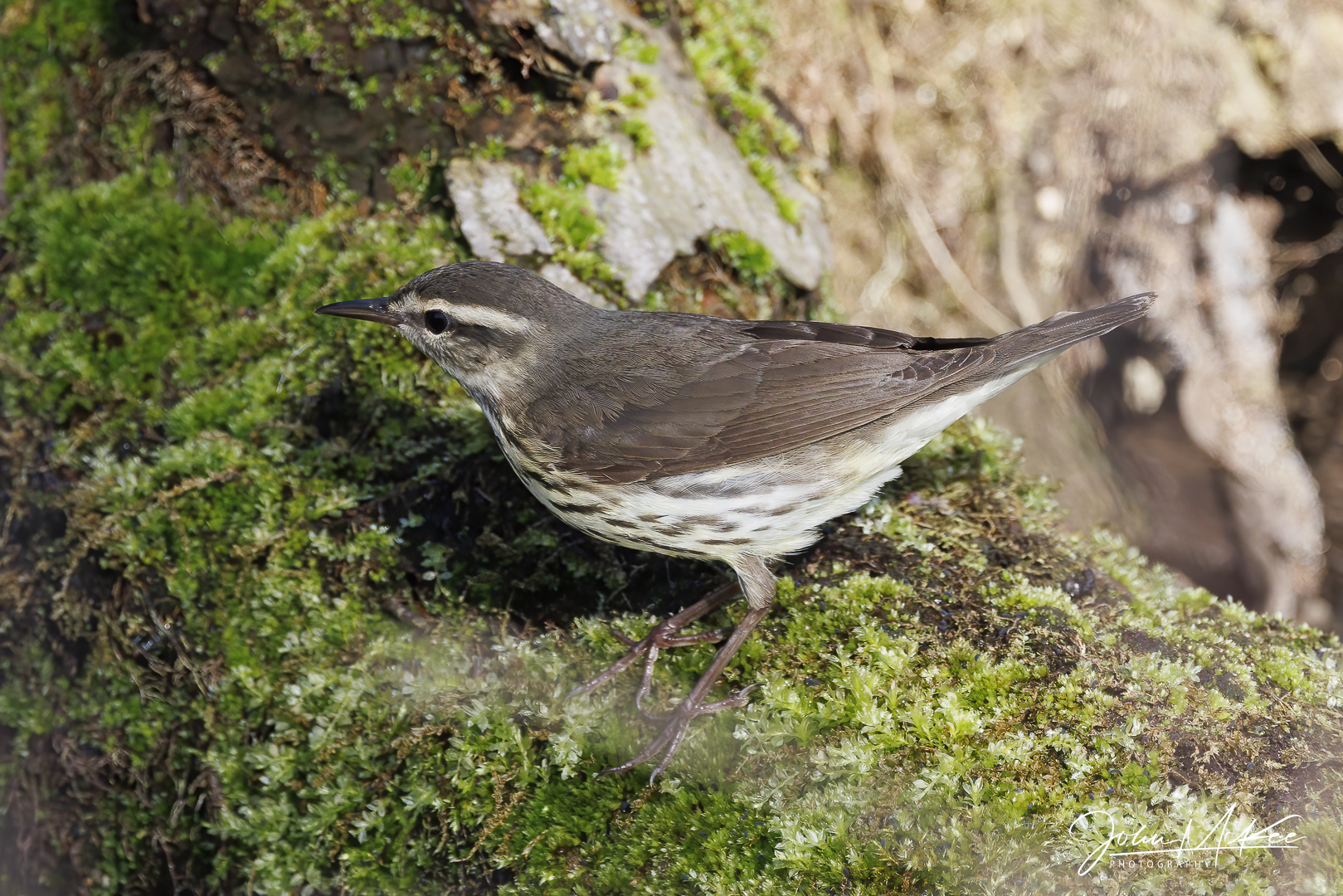 Northern Waterthrush