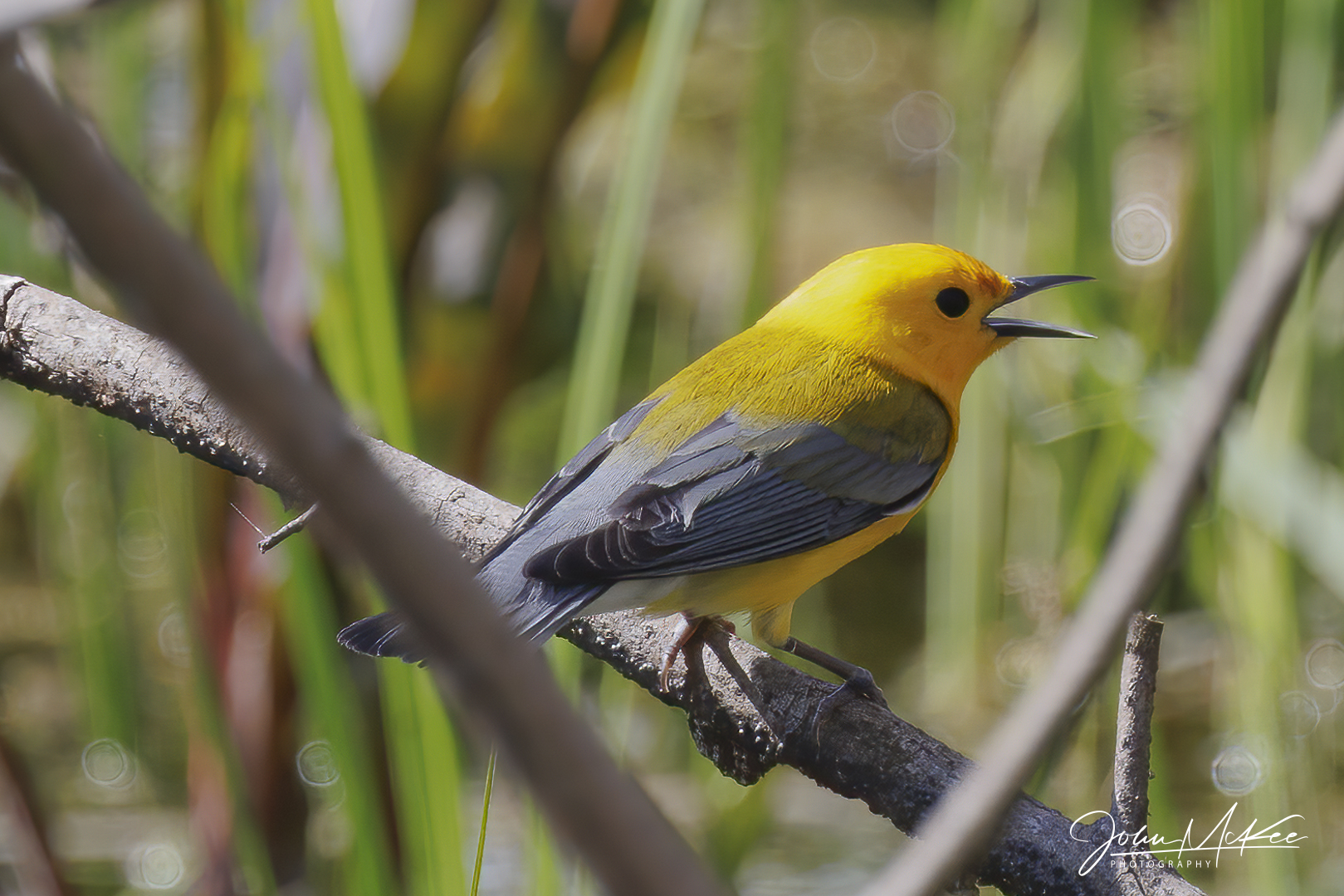 Prothonotary warbler