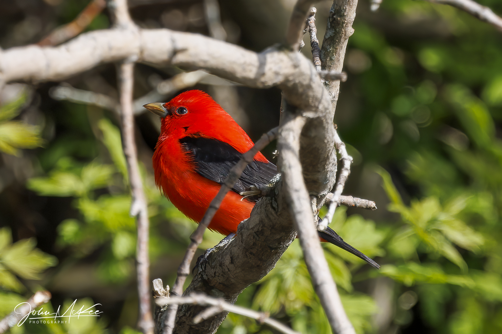 Scarlet Tanager