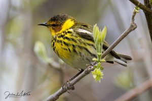 This image has an empty alt attribute; its file name is K2A7238-Edit.jpg