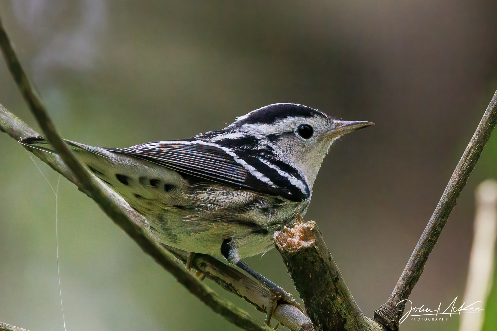 Black-and-white warbler