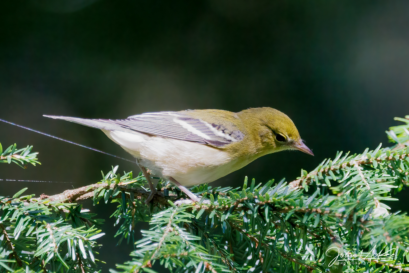 Pine warbler